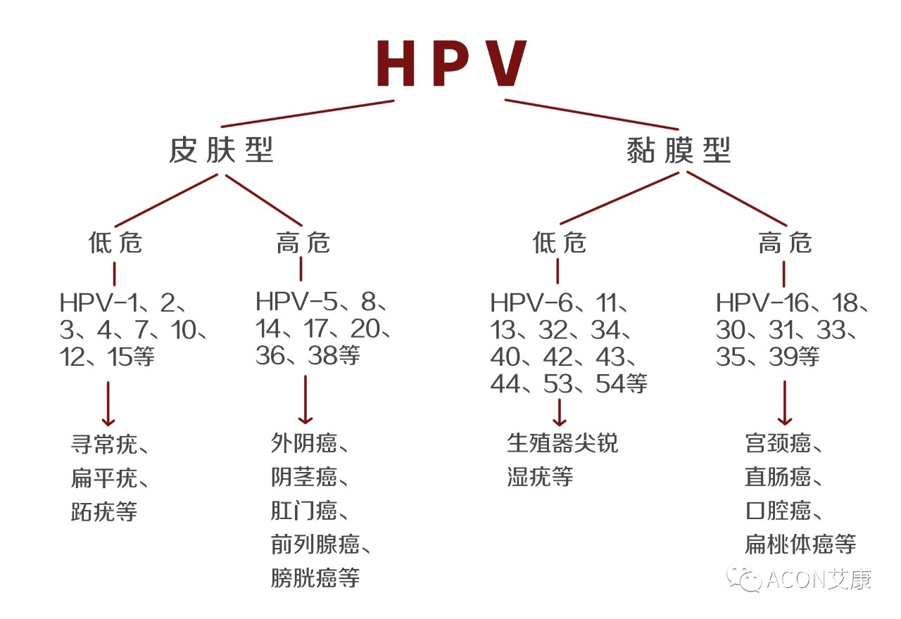 HPV疫苗有必要打嗎？二價(jià)、四價(jià)、九價(jià)要如何選擇！